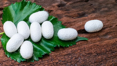 Silk Farming