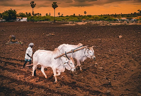 Kharif Sowing