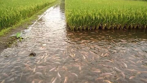 Paddy With Fish Farming