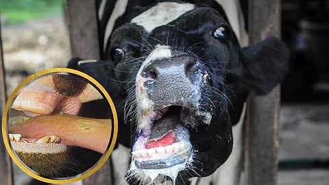 Foot and Mouth Disease
