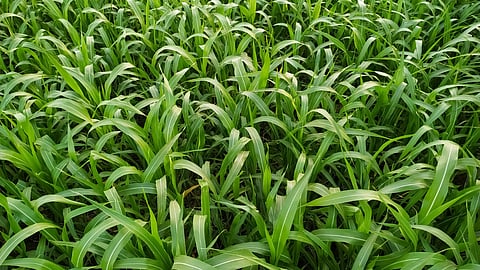 Jowar Fodder