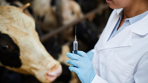  Vaccination Of Animals