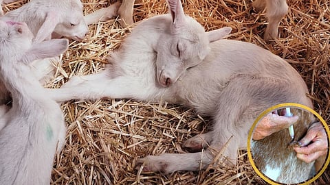 Sheep And Goat Management