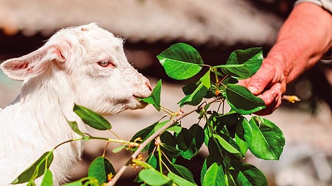 Goat Feed Management