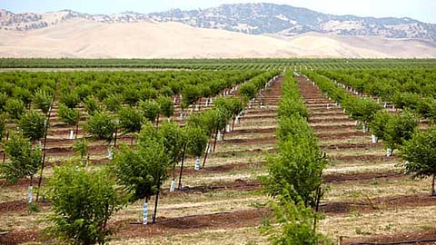 Fruit Crop