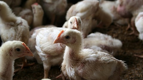 Broiler Management