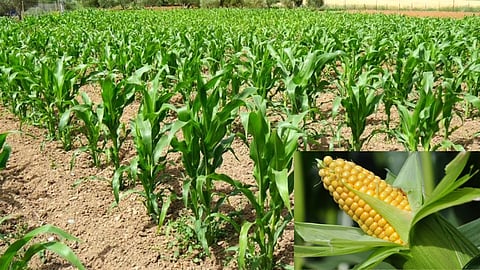 Maize Crop