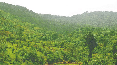 Biodiversity