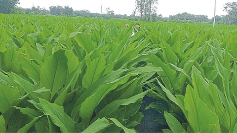 Turmeric 