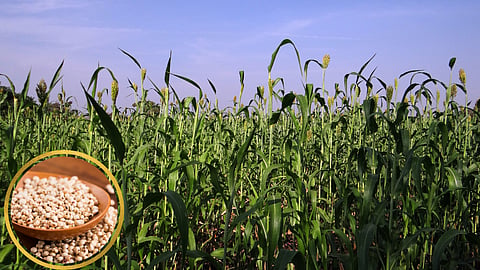 Sorghum 