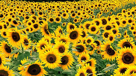 Sunflower