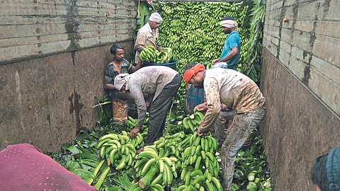Banana 
