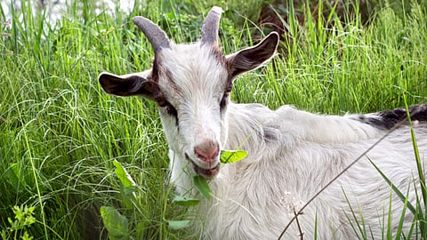 Enterotoximia Disease In sheep and goat 