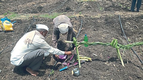 Sugarcane