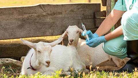 Before Monsoon Vaccination Of Goats