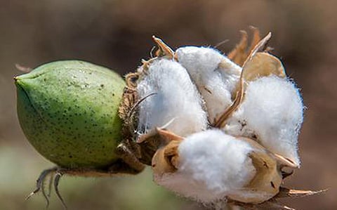 BT Cotton