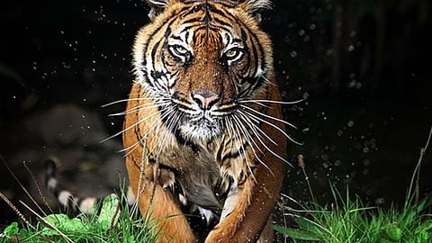 Tiger Attack