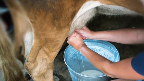 milking animals