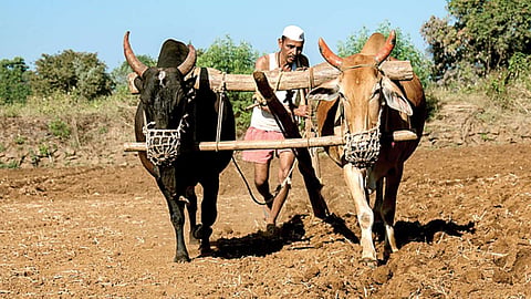 Farmer