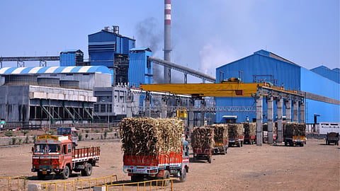 Sugarcane