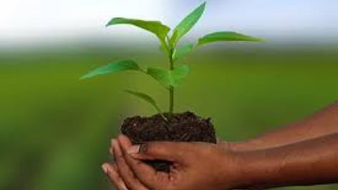 crop Insurance