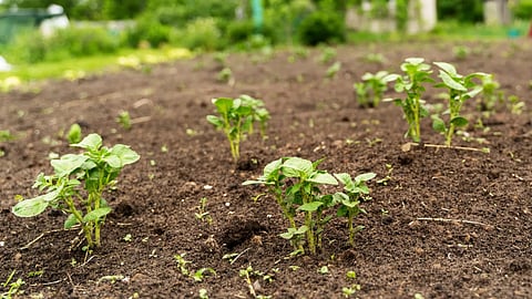 Organic Farming