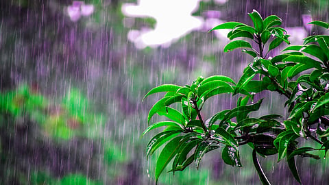 Rain Update