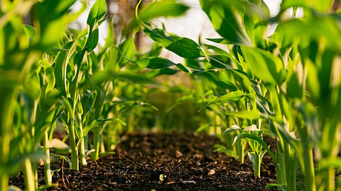 Fertilizer