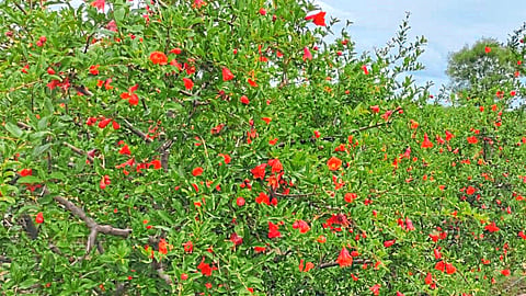 Pomegranate