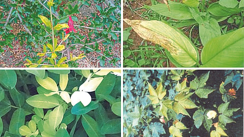 Crop Nutrient