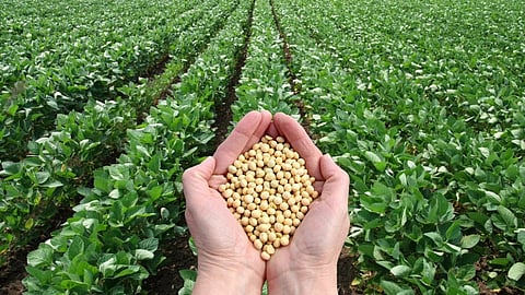 Soybean Production