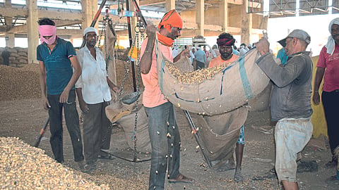 Groundnut