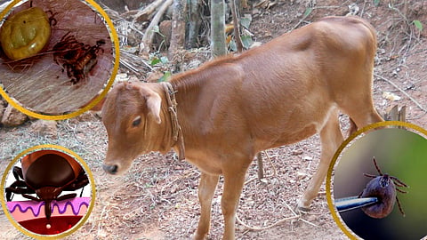 Ticks Control Methods