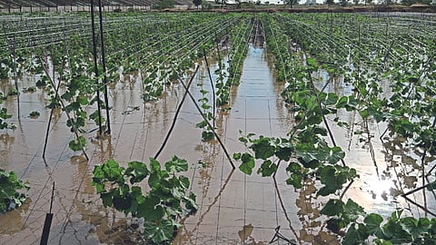 Monsoon Update