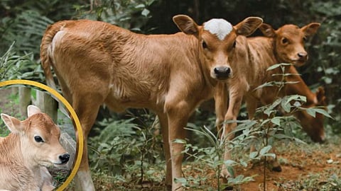 Care Of Cow Calf In Monsoon 