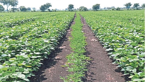Soybean