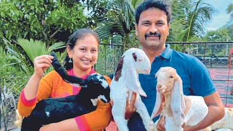 Goat Farming