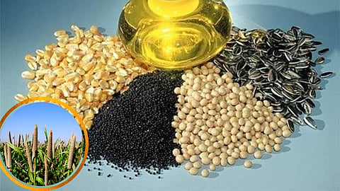 Oilseed