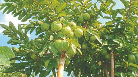 Crop Insurance