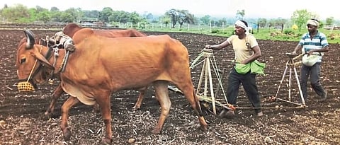 Kharif Sowing 