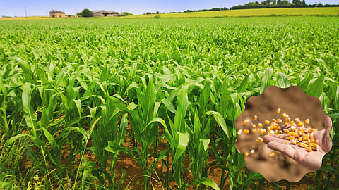 Fodder Maize Cultivation  
