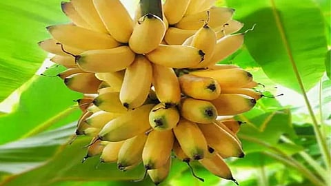 Elaichi Banana