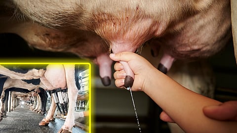 Care while milking animals