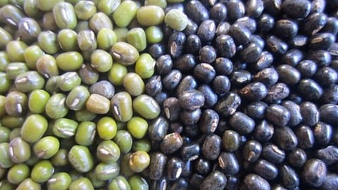 Kharip Crops