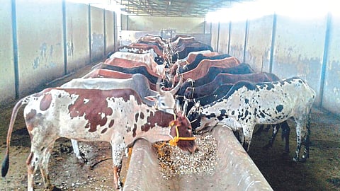 Dry Cow