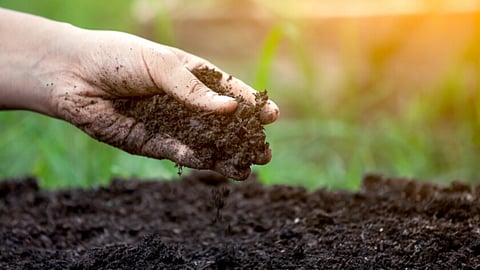 Soil
