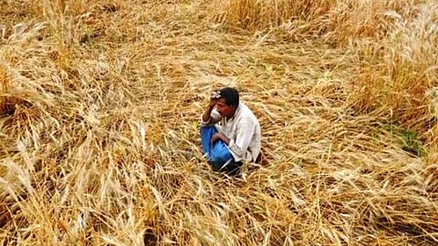 Crop Insurance