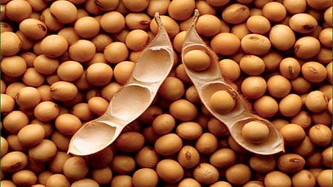 Soybean 