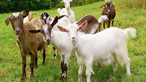 Goat Farming