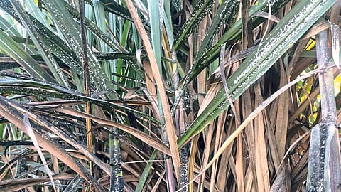 Sugarcane 